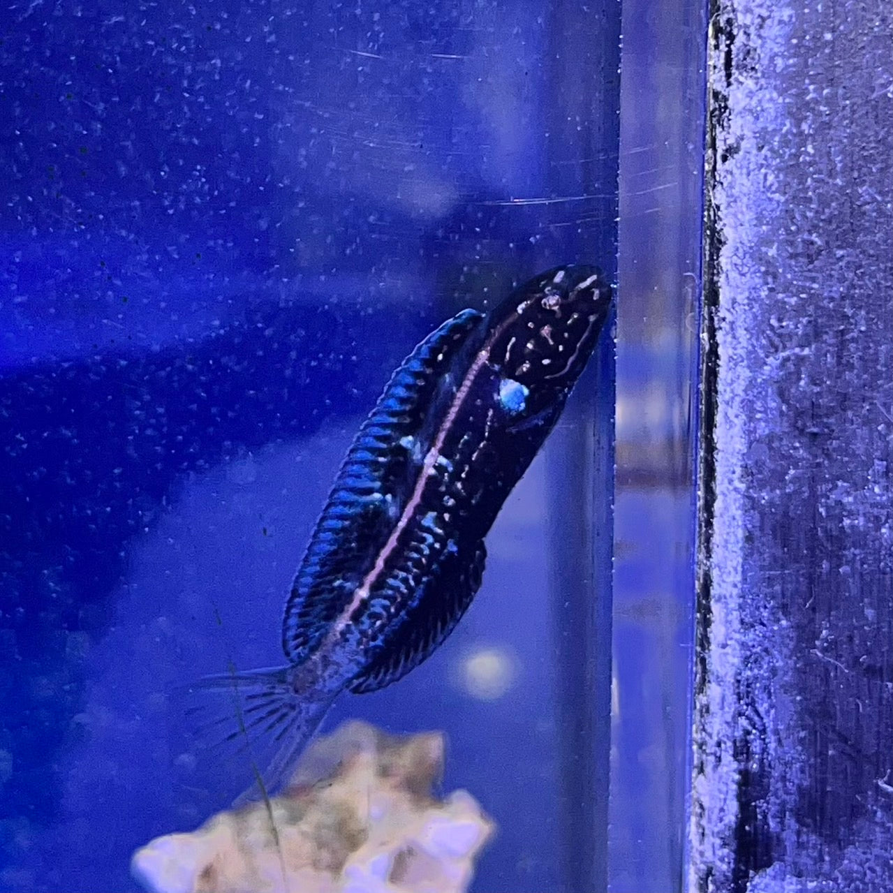 カモハラギンポ