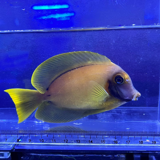 クログチニザイエロー