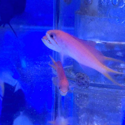 アカネハナゴイ幼魚