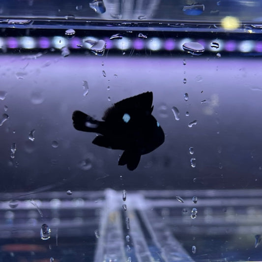 ミツボシクロスズメダイ
