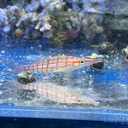 クダゴンベ