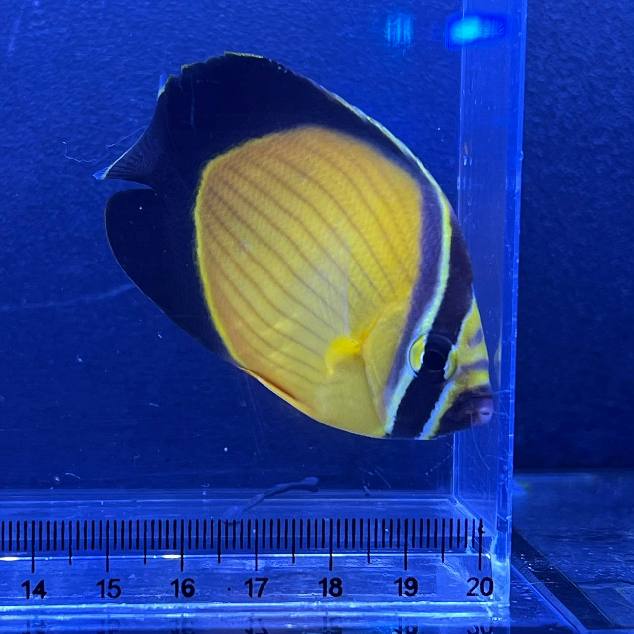 海水魚 – FISH UP