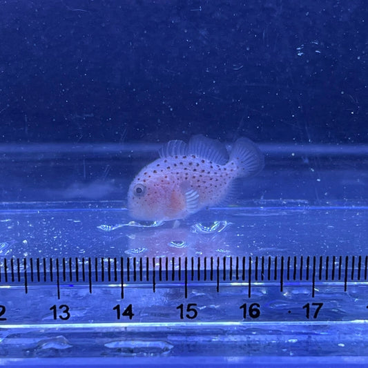 ダンゴオコゼ