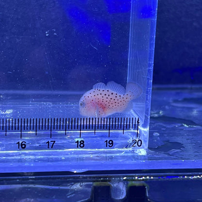 ダンゴオコゼ