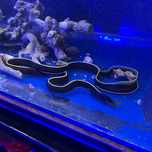 ハナヒゲウツボ幼魚