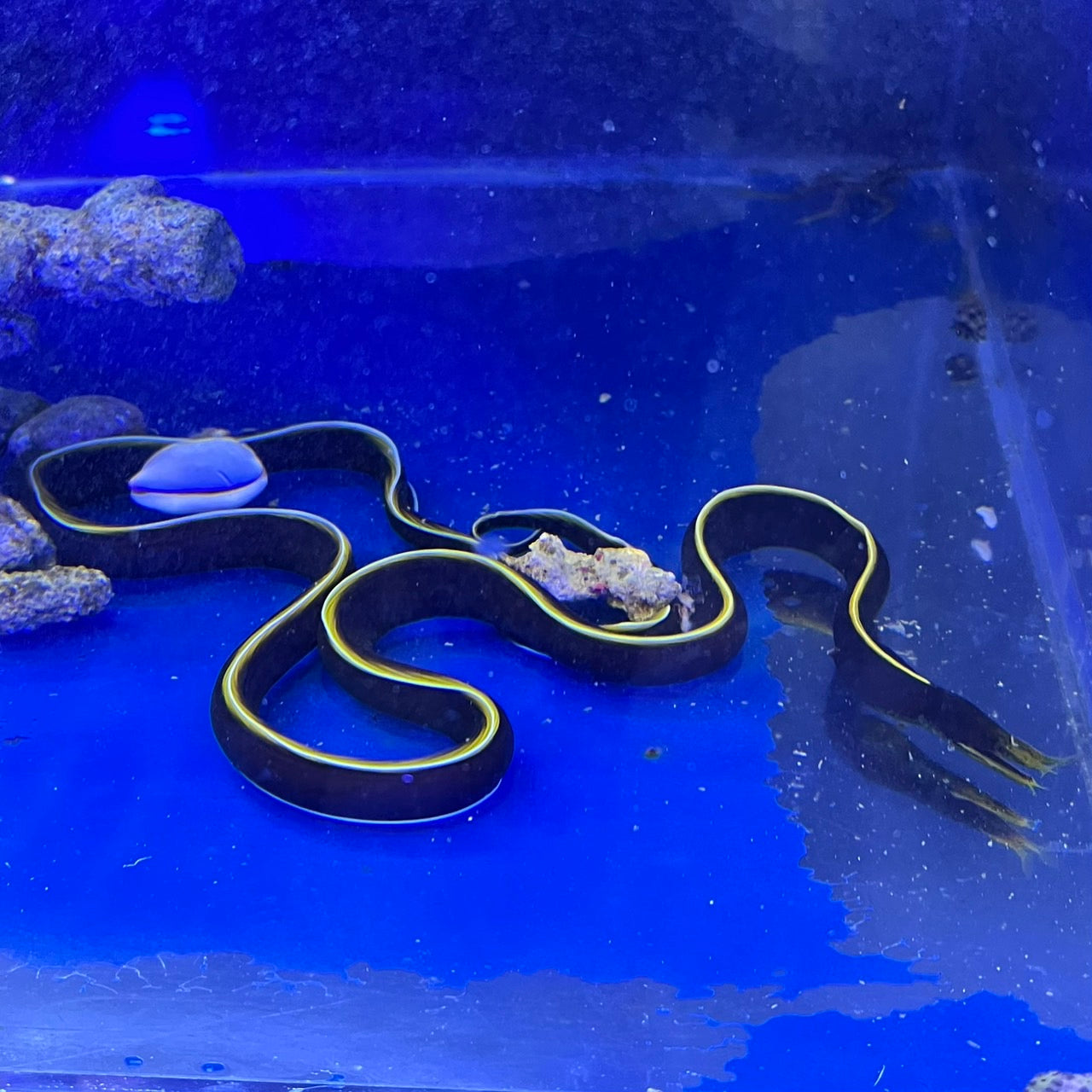 ハナヒゲウツボ幼魚