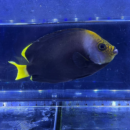 ブラックファントムエンゼル