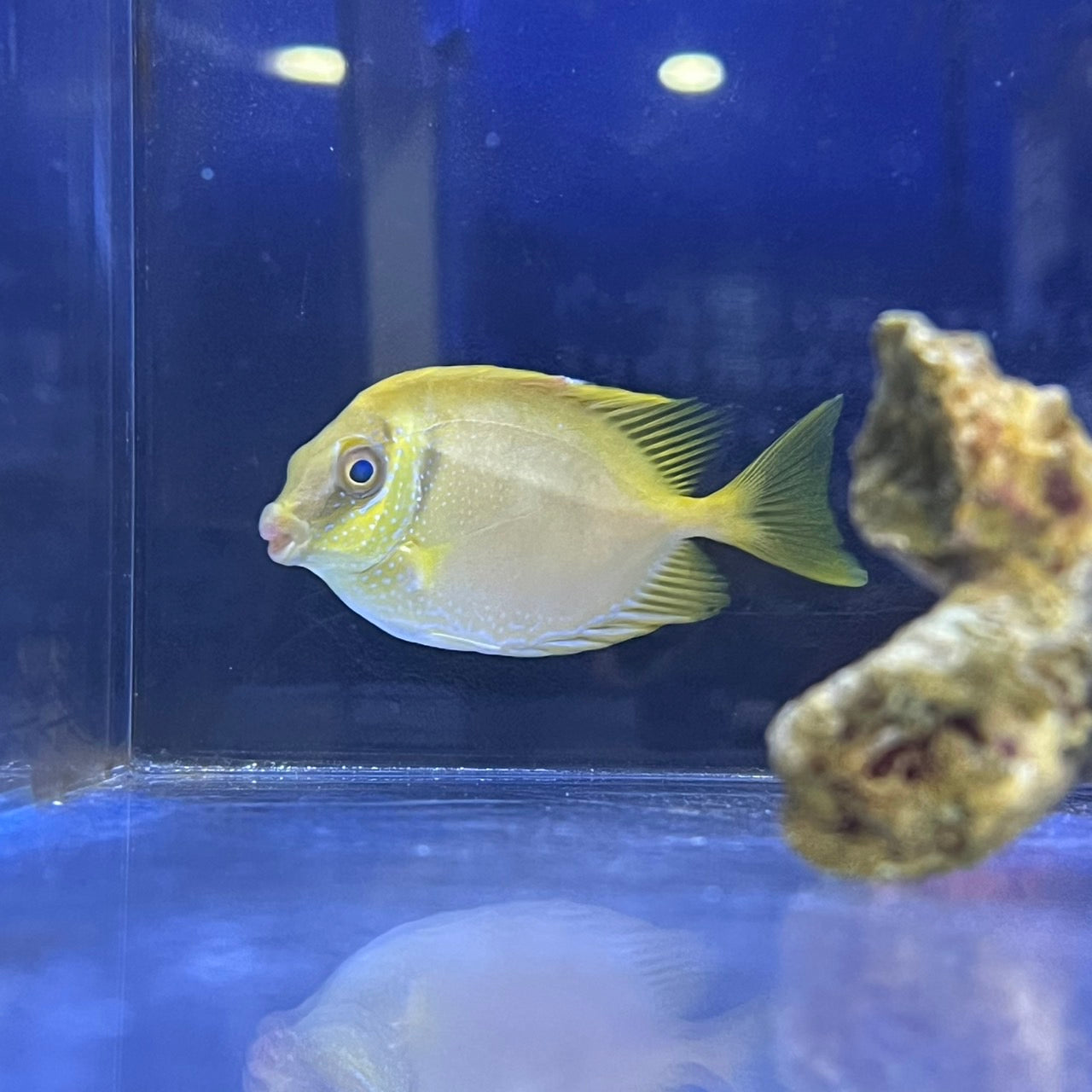 サンゴアイゴ