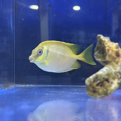 サンゴアイゴ
