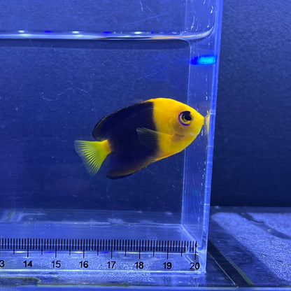 ココスピグミーエンゼル