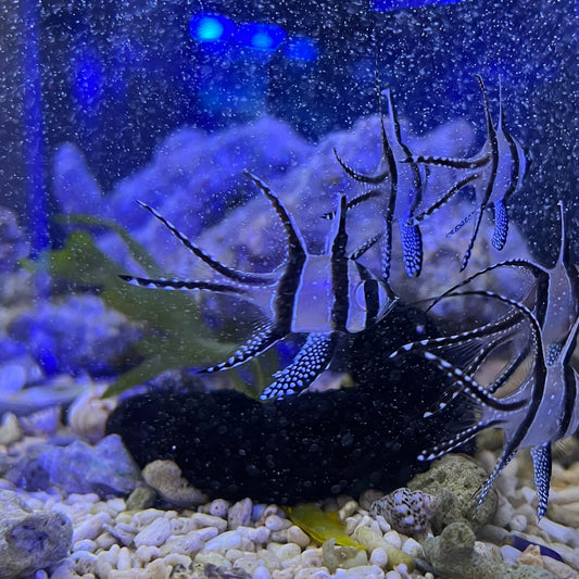 カウデルニィ