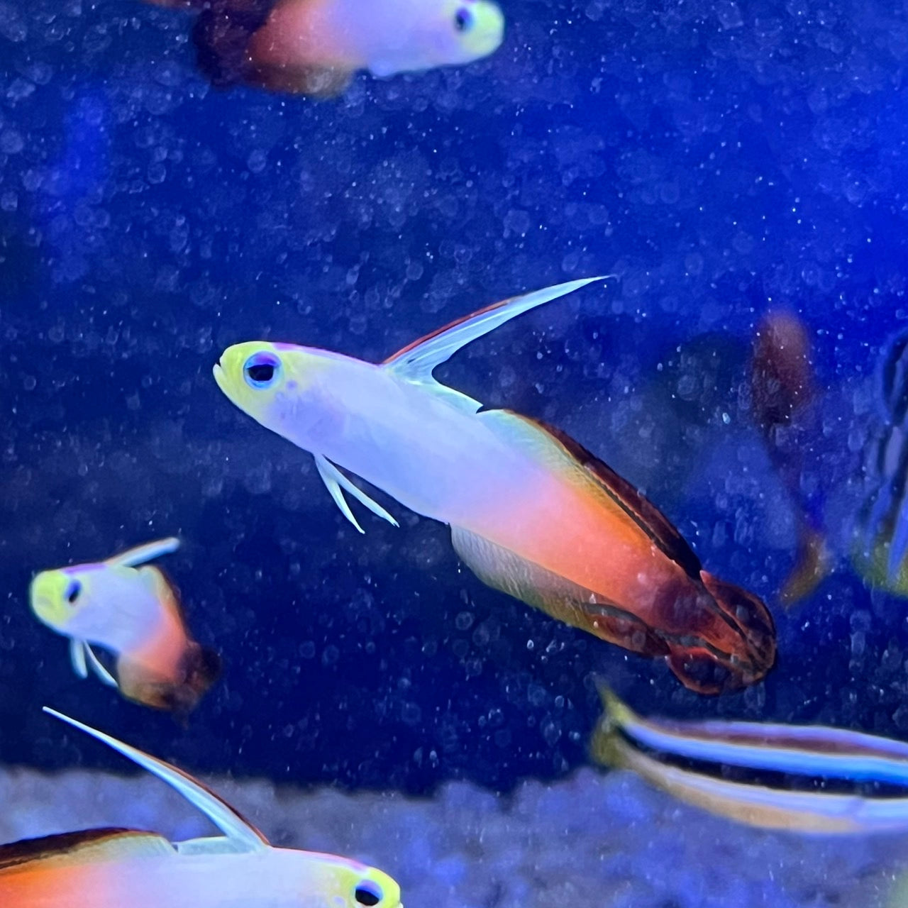 ハタタテハゼ