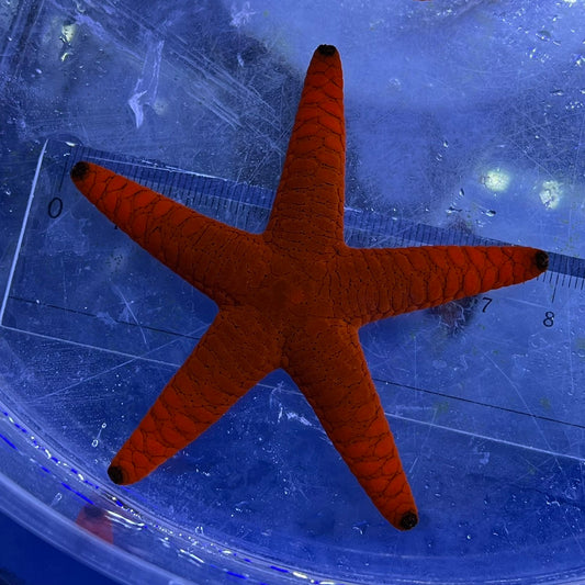 ジュズベリヒトデの仲間