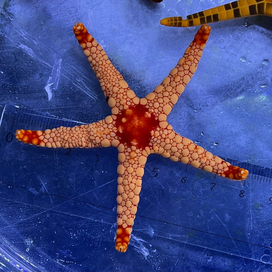 アミメジュズベリヒトデレッド