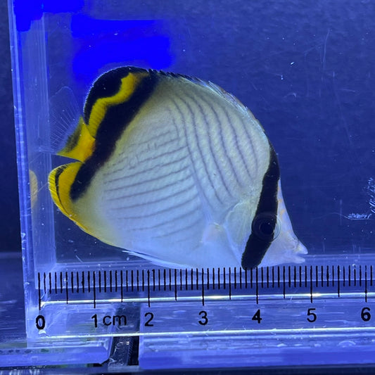 フウライチョウチョウウオ