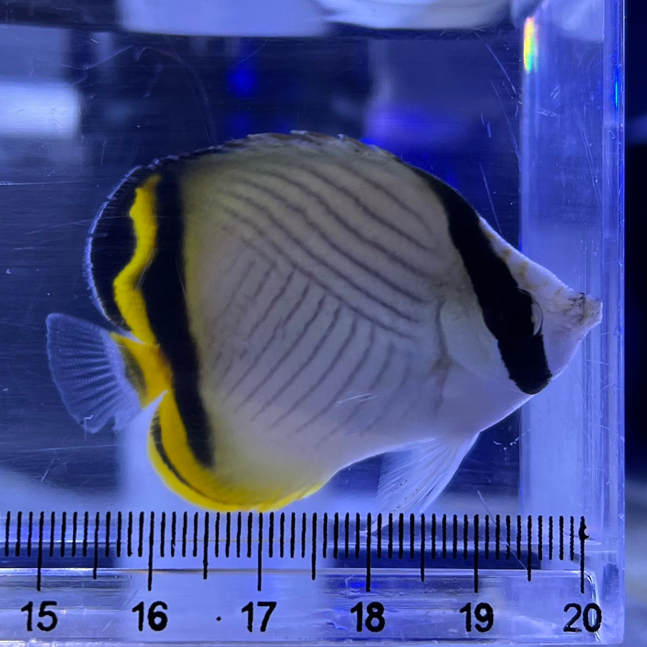 フウライチョウチョウウオ