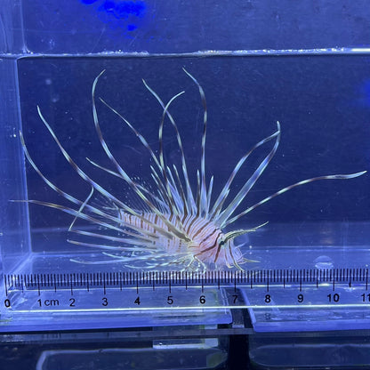 ミノカサゴ幼魚