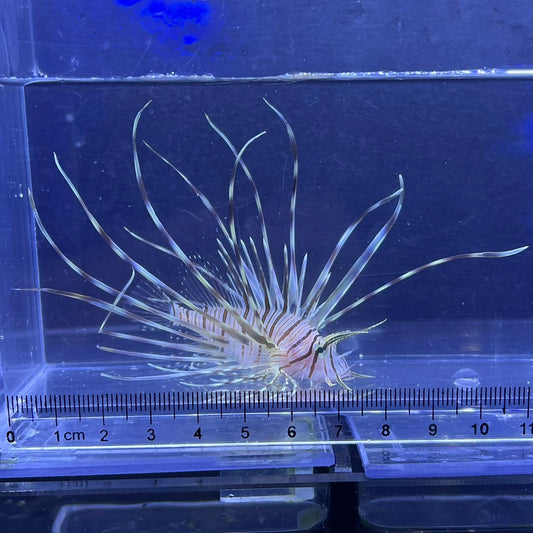 ミノカサゴ幼魚
