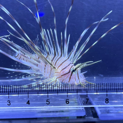ミノカサゴ幼魚