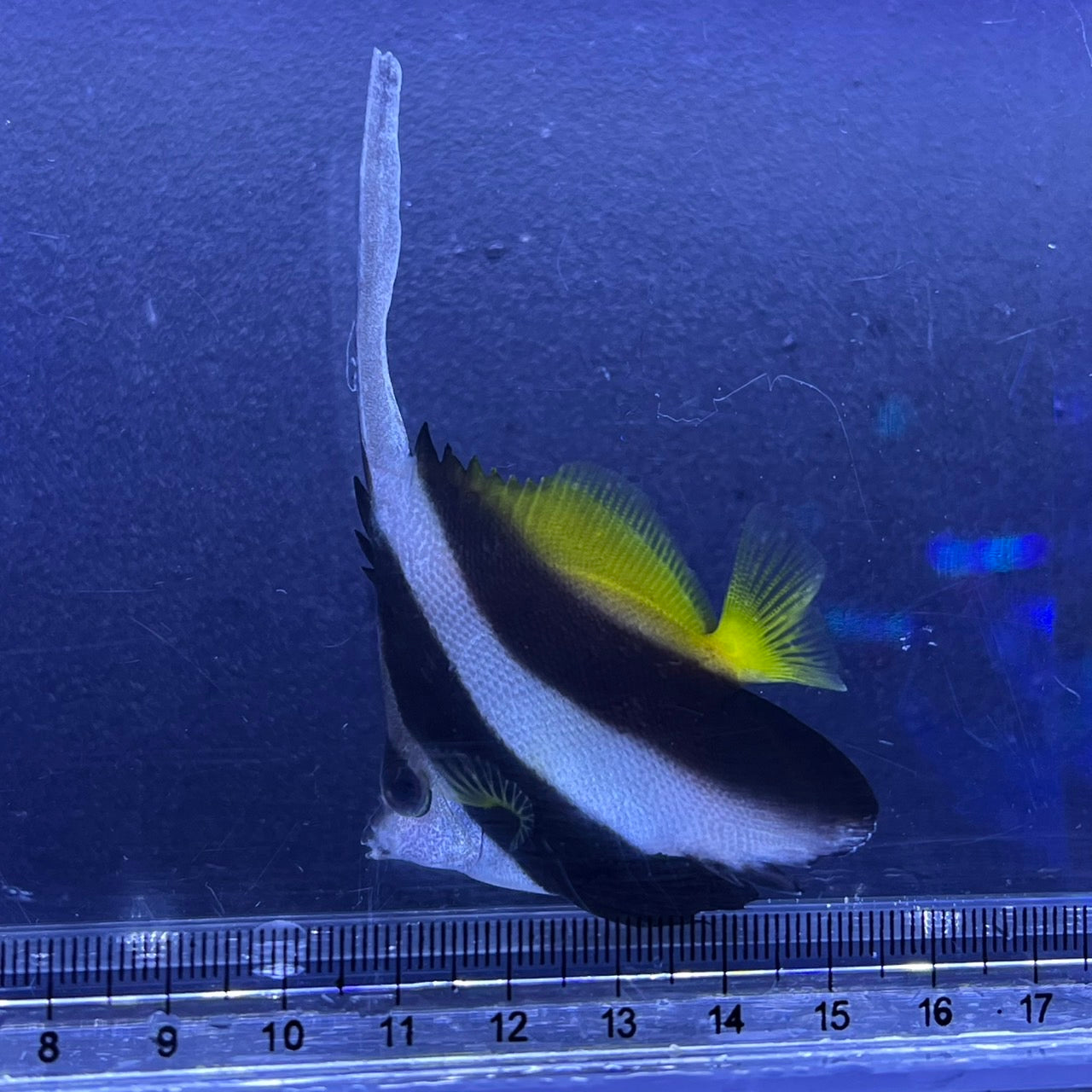 ハタタテダイ