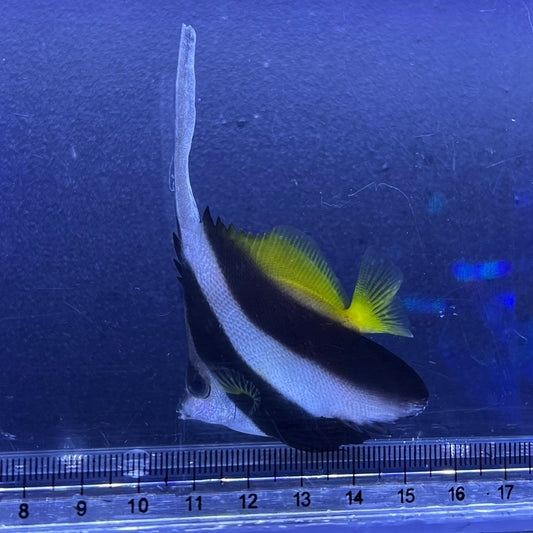 ハタタテダイ