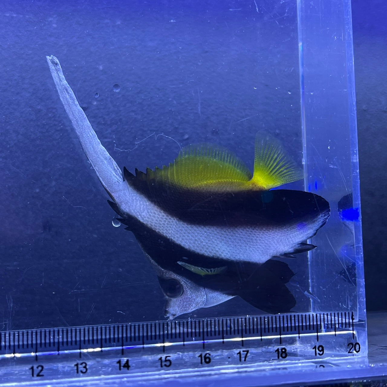 ハタタテダイ