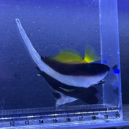 ハタタテダイ