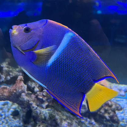 キングエンゼル