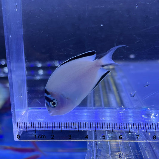 ヒレナガヤッコ