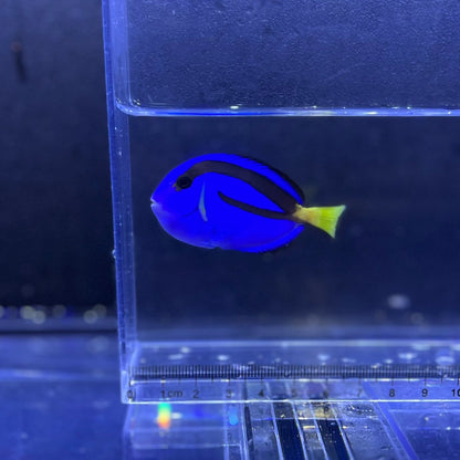ナンヨウハギ