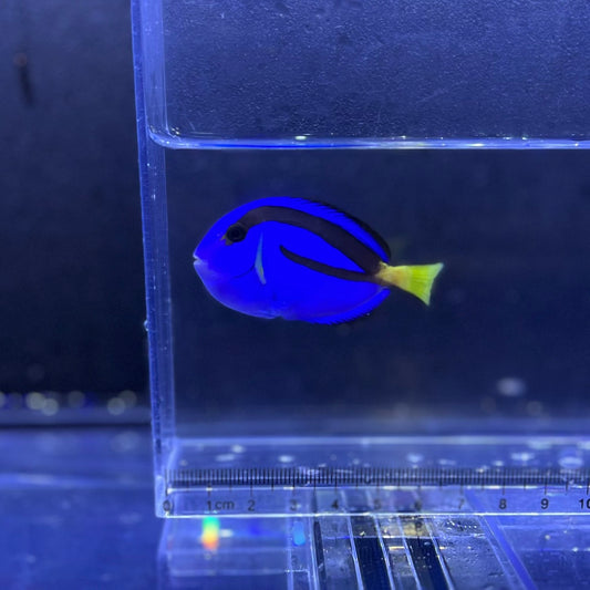 ナンヨウハギ