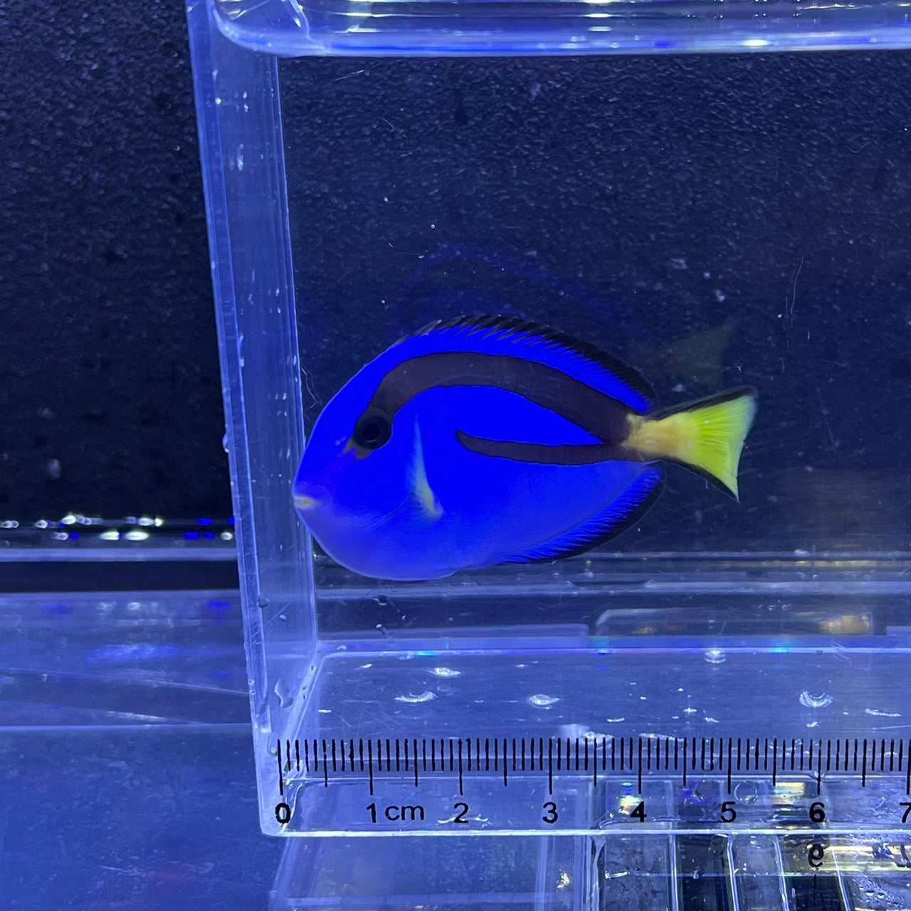 ナンヨウハギ