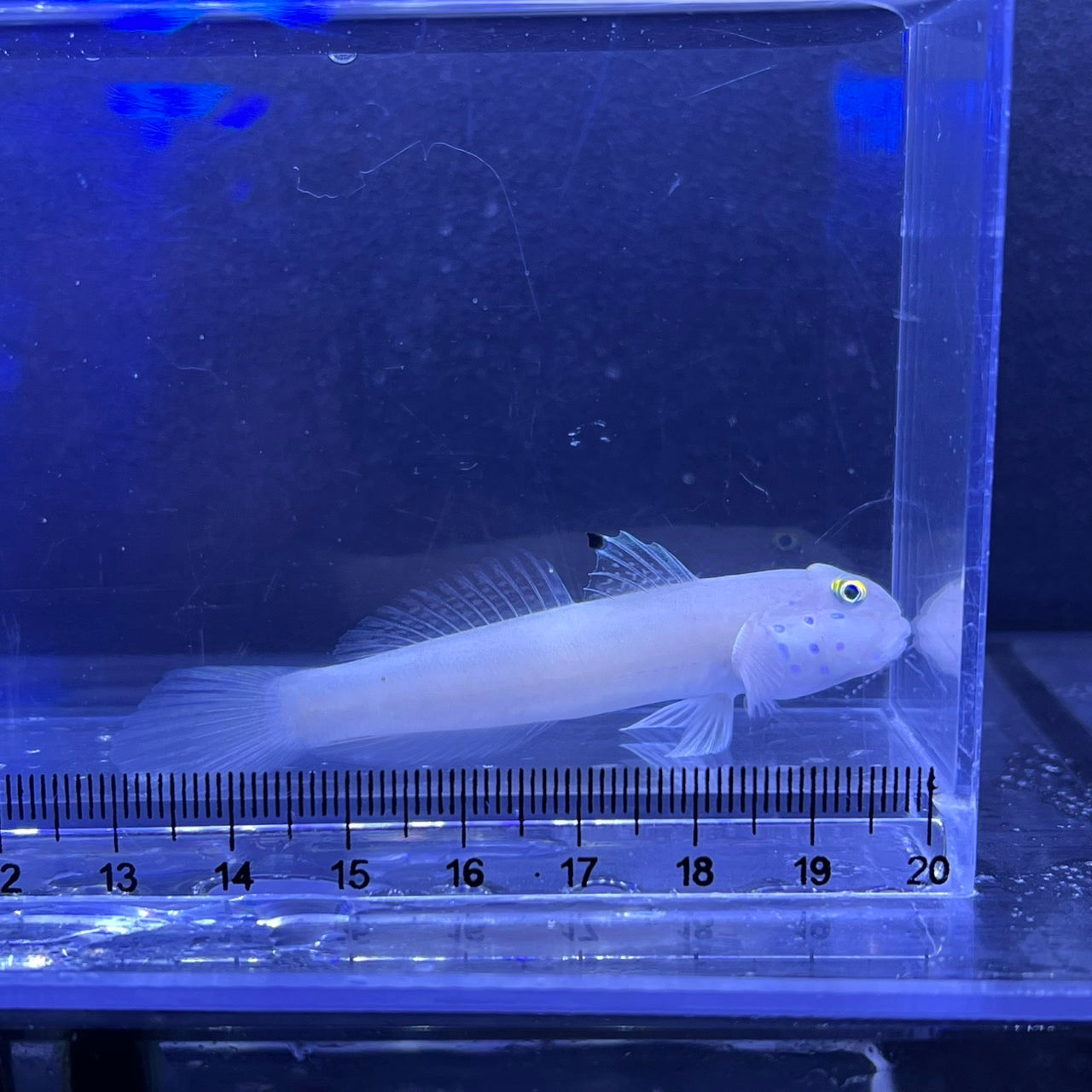 ミズタマハゼ