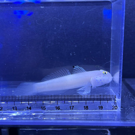 ミズタマハゼ