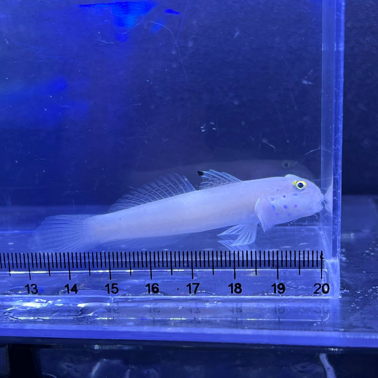 ミズタマハゼ