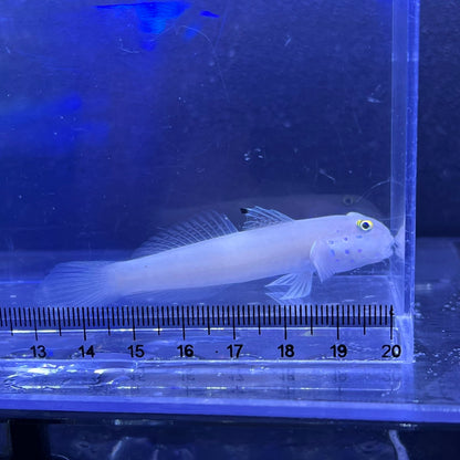 ミズタマハゼ