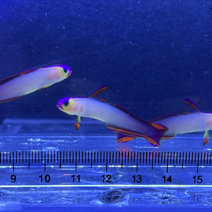 アケボノハゼ