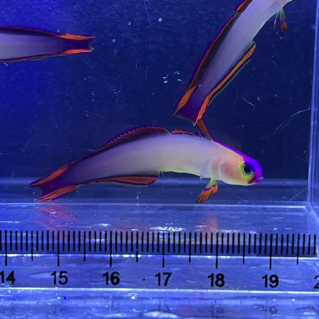 アケボノハゼ
