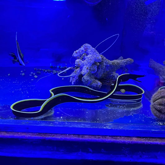 ハナヒゲウツボ