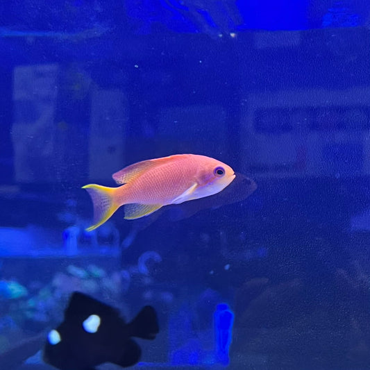 キンギョハナダイメス