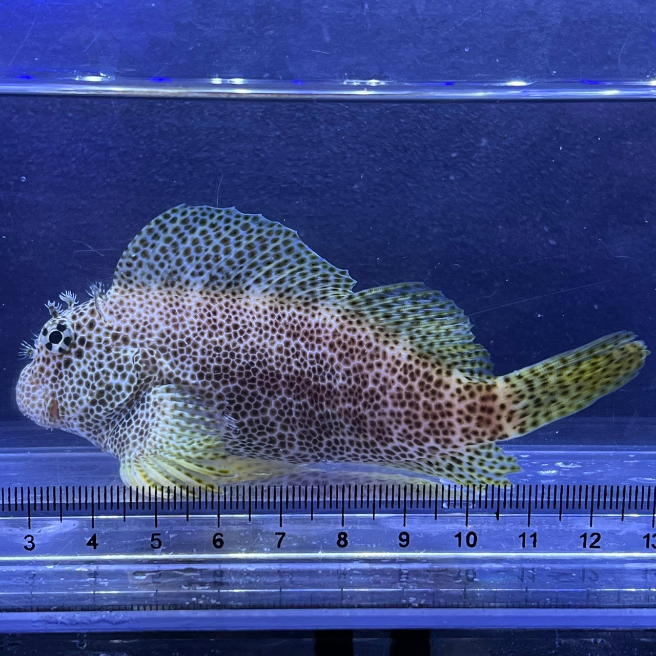 セダカギンポ
