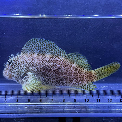 セダカギンポ