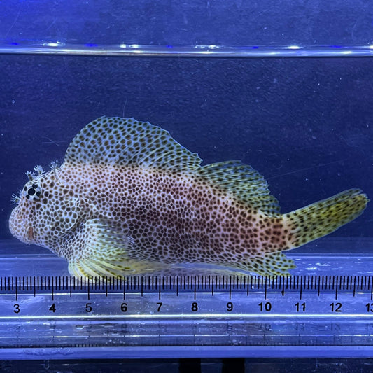 セダカギンポ