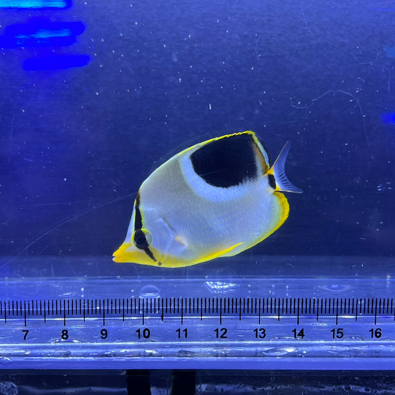 セグロチョウチョウウオ