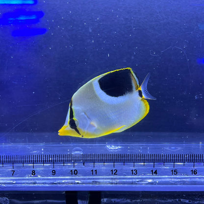 セグロチョウチョウウオ