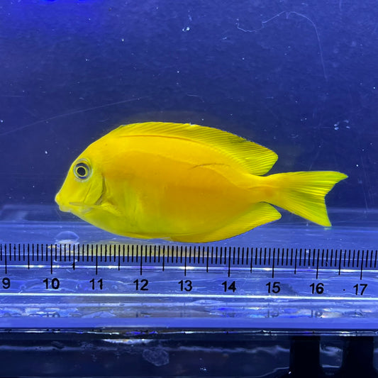 モンツキハギ