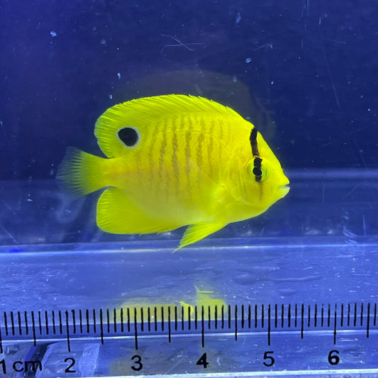 シテンヤッコ幼魚