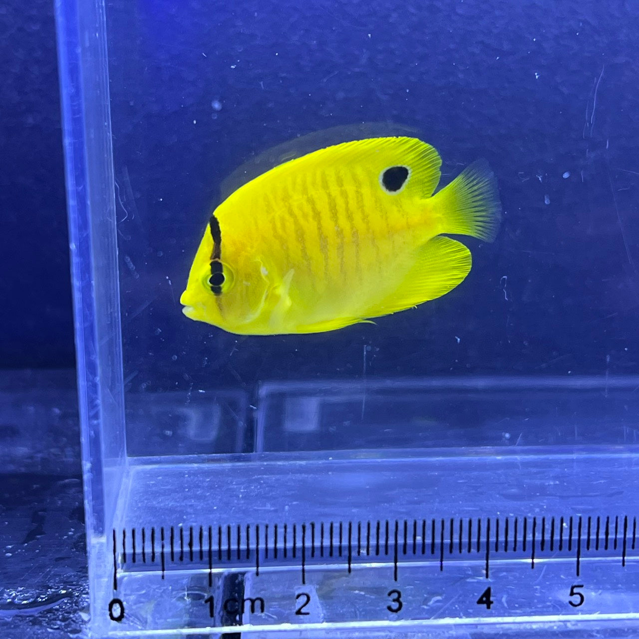 シテンヤッコ幼魚