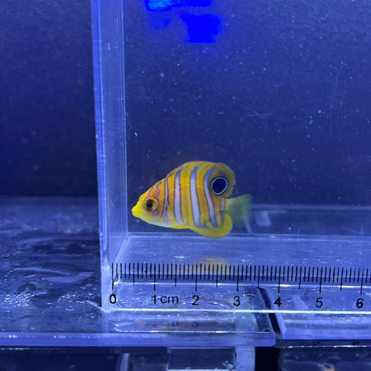 ニシキヤッコ幼魚