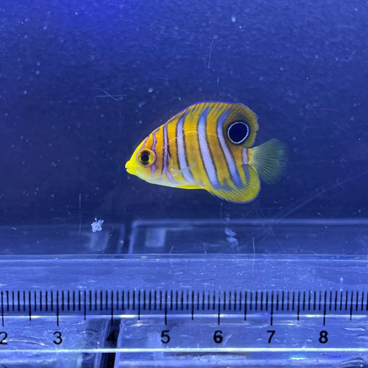 ニシキヤッコ幼魚